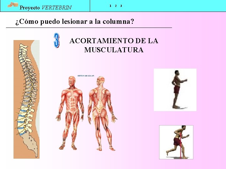 Proyecto VERTEBRIN 1 2 3 ¿Cómo puedo lesionar a la columna? ACORTAMIENTO DE LA