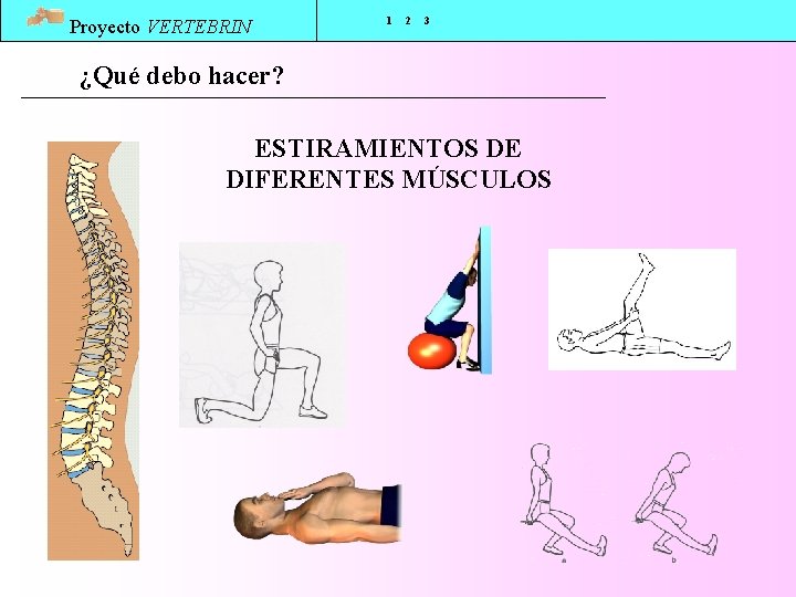 Proyecto VERTEBRIN 1 2 3 ¿Qué debo hacer? ESTIRAMIENTOS DE DIFERENTES MÚSCULOS 