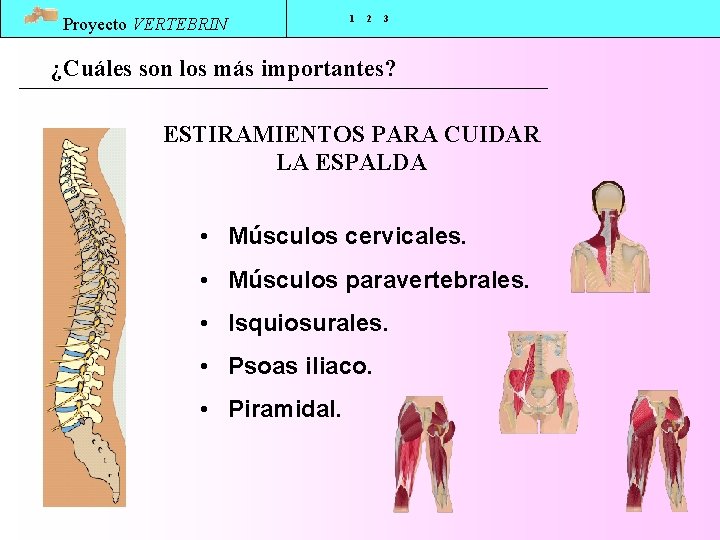 Proyecto VERTEBRIN 1 2 3 ¿Cuáles son los más importantes? ESTIRAMIENTOS PARA CUIDAR LA