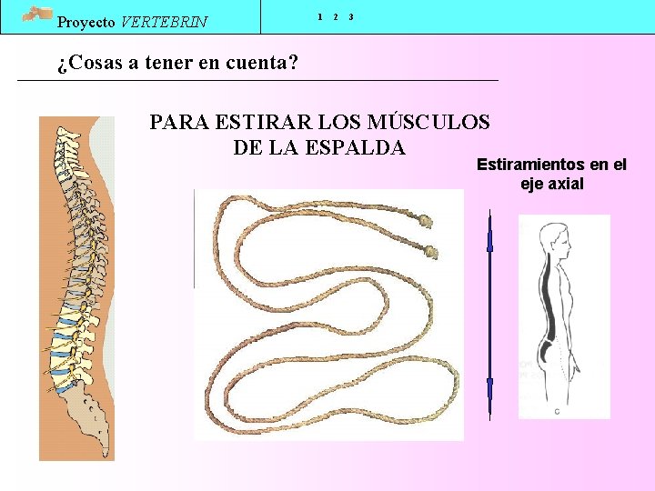 Proyecto VERTEBRIN 1 2 3 ¿Cosas a tener en cuenta? PARA ESTIRAR LOS MÚSCULOS