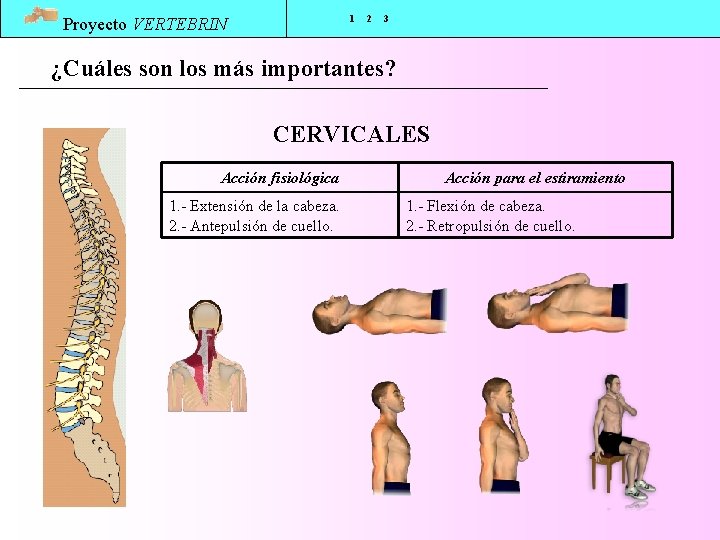 1 Proyecto VERTEBRIN 2 3 ¿Cuáles son los más importantes? CERVICALES Acción fisiológica 1.