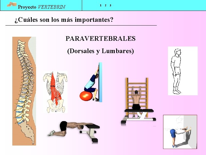 Proyecto VERTEBRIN 1 2 3 ¿Cuáles son los más importantes? PARAVERTEBRALES (Dorsales y Lumbares)