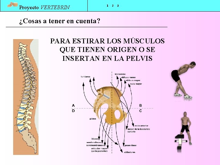 Proyecto VERTEBRIN 1 2 3 ¿Cosas a tener en cuenta? PARA ESTIRAR LOS MÚSCULOS