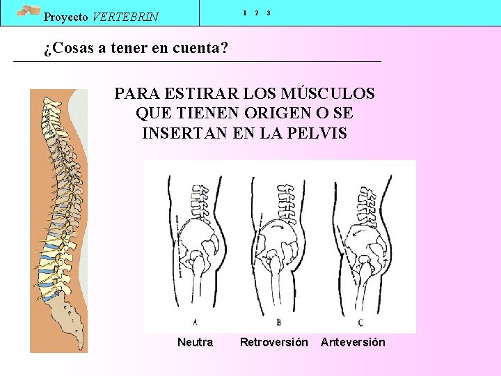 1 Proyecto VERTEBRIN 2 3 ¿Cosas a tener en cuenta? PARA ESTIRAR LOS MÚSCULOS