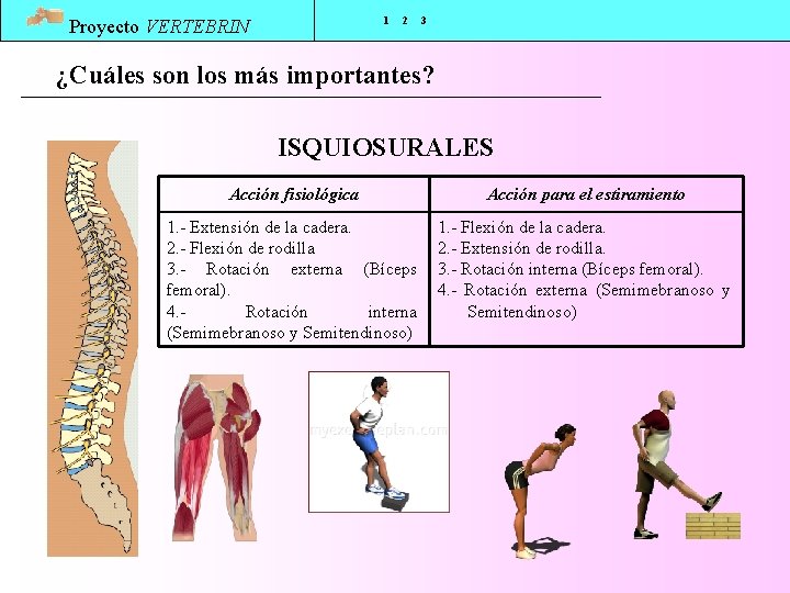 1 Proyecto VERTEBRIN 2 3 ¿Cuáles son los más importantes? ISQUIOSURALES Acción fisiológica Acción