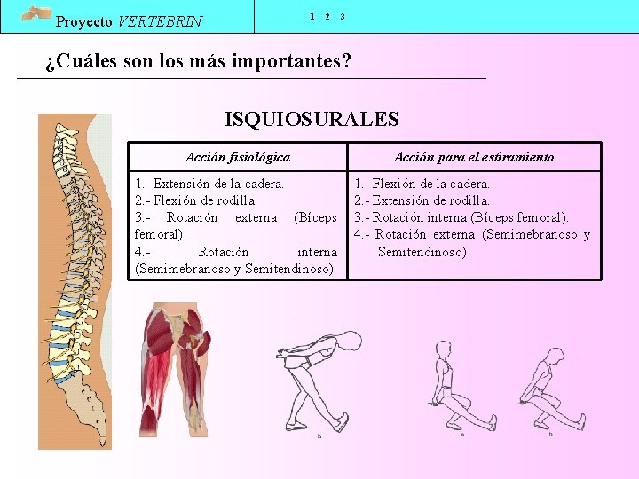 1 Proyecto VERTEBRIN 2 3 ¿Cuáles son los más importantes? ISQUIOSURALES Acción fisiológica Acción