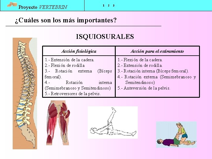 1 Proyecto VERTEBRIN 2 3 ¿Cuáles son los más importantes? ISQUIOSURALES Acción fisiológica Acción