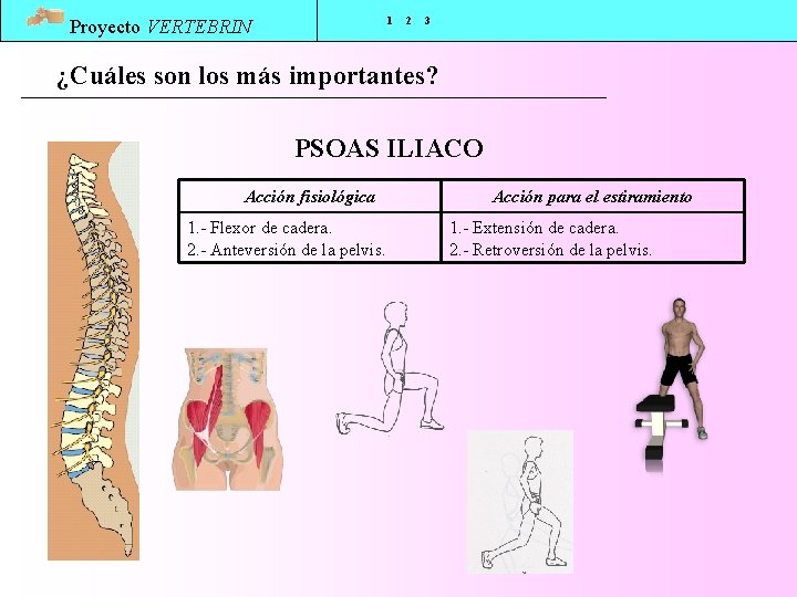 1 Proyecto VERTEBRIN 2 3 ¿Cuáles son los más importantes? PSOAS ILIACO Acción fisiológica