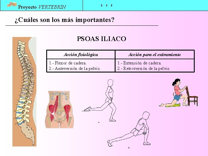 1 Proyecto VERTEBRIN 2 3 ¿Cuáles son los más importantes? PSOAS ILIACO Acción fisiológica