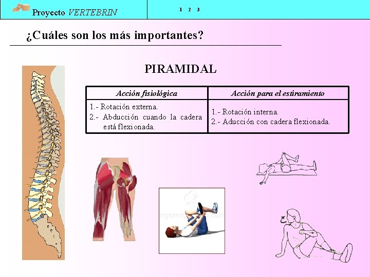 1 Proyecto VERTEBRIN 2 3 ¿Cuáles son los más importantes? PIRAMIDAL Acción fisiológica 1.