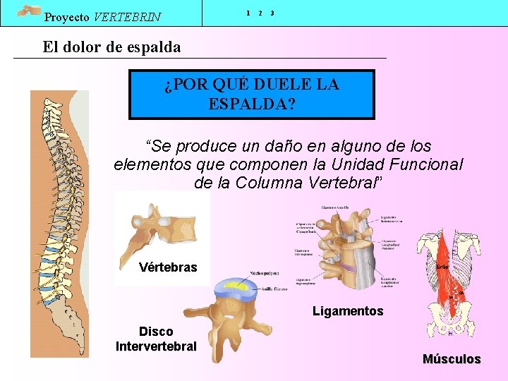 1 Proyecto VERTEBRIN 2 3 El dolor de espalda ¿POR QUÉ DUELE LA ESPALDA?