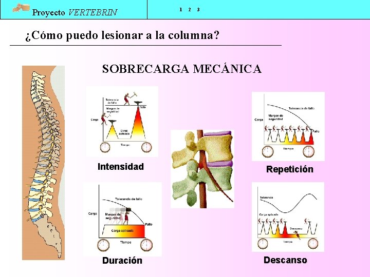 Proyecto VERTEBRIN 1 2 3 ¿Cómo puedo lesionar a la columna? SOBRECARGA MECÁNICA Intensidad