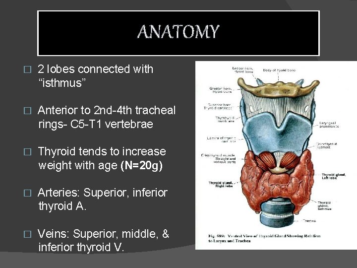 ANATOMY � 2 lobes connected with “isthmus” � Anterior to 2 nd-4 th tracheal