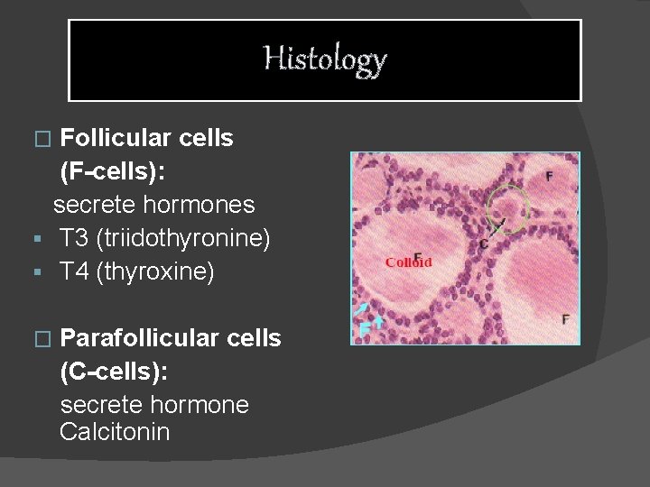 Histology Follicular cells (F-cells): secrete hormones § T 3 (triidothyronine) § T 4 (thyroxine)