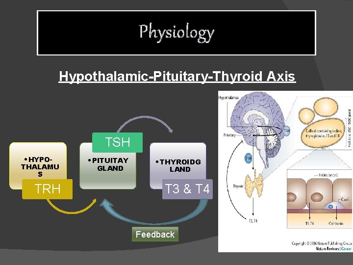 Physiology Hypothalamic-Pituitary-Thyroid Axis TSH • HYPOTHALAMU S TRH • PITUITAY GLAND • THYROIDG LAND