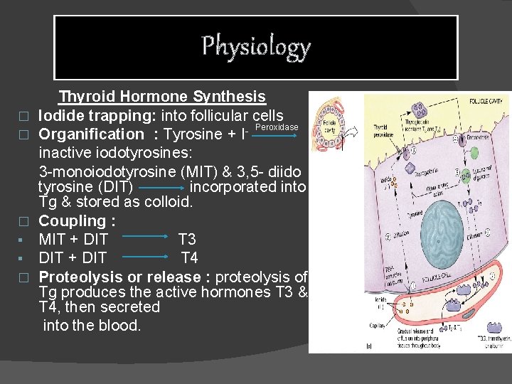 Physiology � � � § § � Thyroid Hormone Synthesis Iodide trapping: into follicular