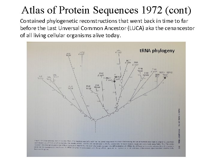 Atlas of Protein Sequences 1972 (cont) Contained phylogenetic reconstructions that went back in time
