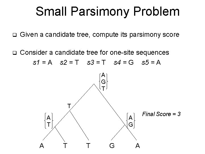 Small Parsimony Problem q Given a candidate tree, compute its parsimony score q Consider