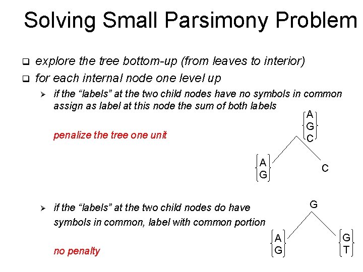 Solving Small Parsimony Problem q q explore the tree bottom-up (from leaves to interior)