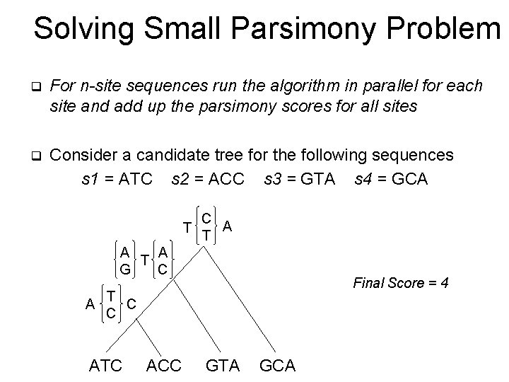 Solving Small Parsimony Problem q For n-site sequences run the algorithm in parallel for