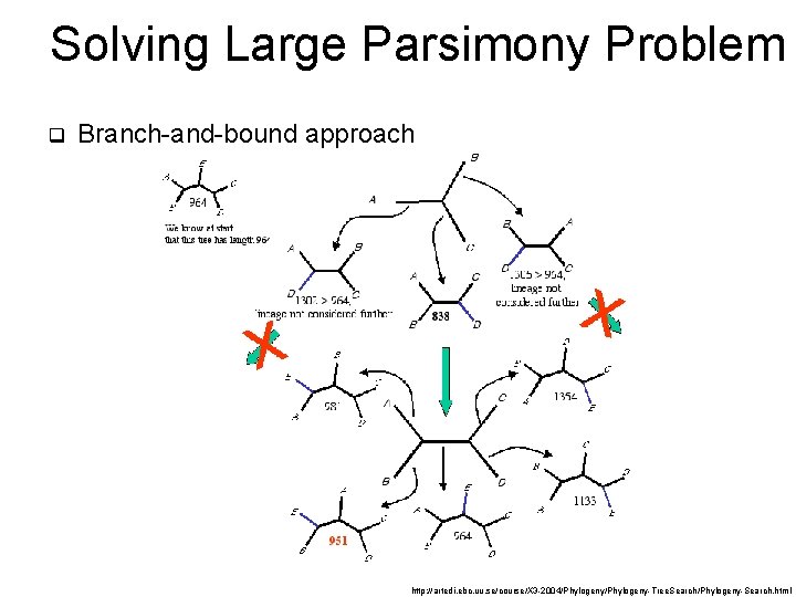 Solving Large Parsimony Problem q Branch-and-bound approach http: //artedi. ebc. uu. se/course/X 3 -2004/Phylogeny-Tree.