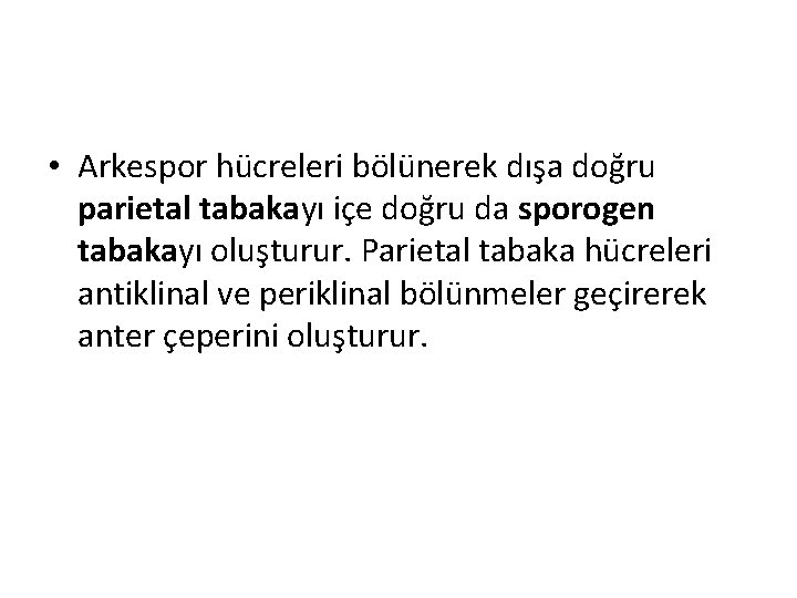  • Arkespor hücreleri bölünerek dışa doğru parietal tabakayı içe doğru da sporogen tabakayı