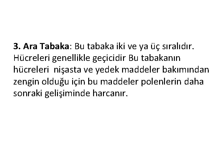 3. Ara Tabaka: Bu tabaka iki ve ya üç sıralıdır. Hücreleri genellikle geçicidir Bu