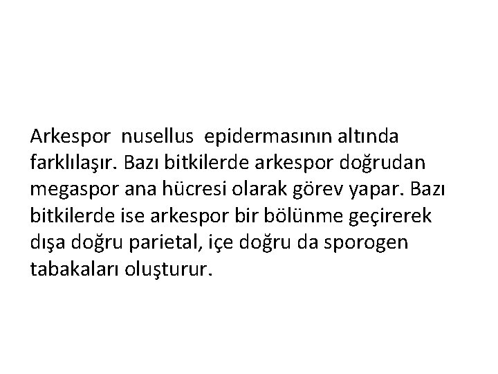 Arkespor nusellus epidermasının altında farklılaşır. Bazı bitkilerde arkespor doğrudan megaspor ana hücresi olarak görev