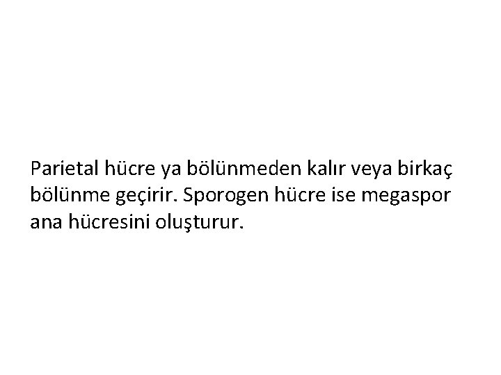Parietal hücre ya bölünmeden kalır veya birkaç bölünme geçirir. Sporogen hücre ise megaspor ana
