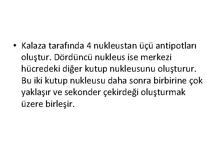  • Kalaza tarafında 4 nukleustan üçü antipotları oluştur. Dördüncü nukleus ise merkezi hücredeki