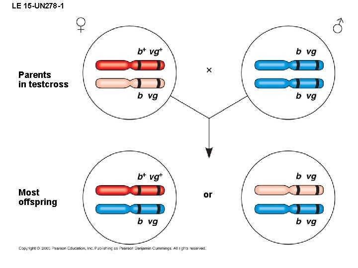 LE 15 -UN 278 -1 Parents in testcross Most offspring or 