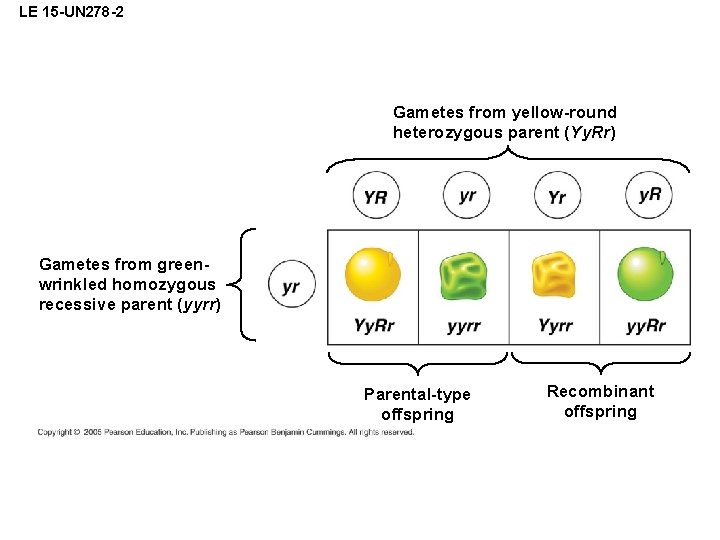 LE 15 -UN 278 -2 Gametes from yellow-round heterozygous parent (Yy. Rr) Gametes from