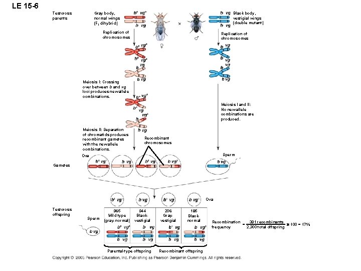 LE 15 -6 Testcross parents Black body, vestigial wings (double mutant) Gray body, normal