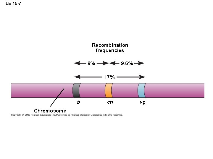 LE 15 -7 Recombination frequencies 9% 9. 5% 17% b Chromosome cn vg 