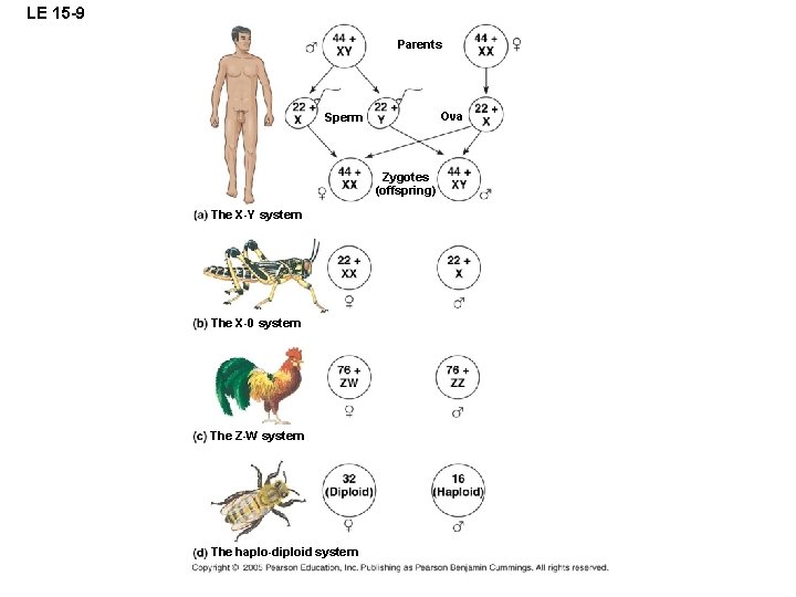 LE 15 -9 Parents Ova Sperm Zygotes (offspring) The X-Y system The X-0 system