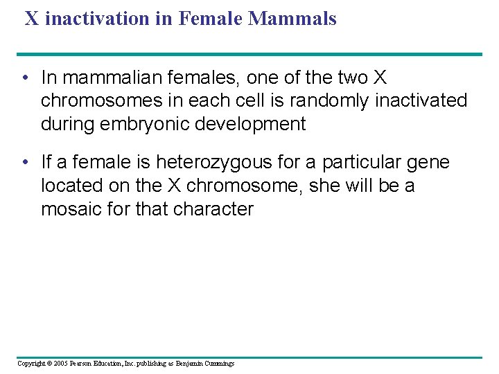 X inactivation in Female Mammals • In mammalian females, one of the two X