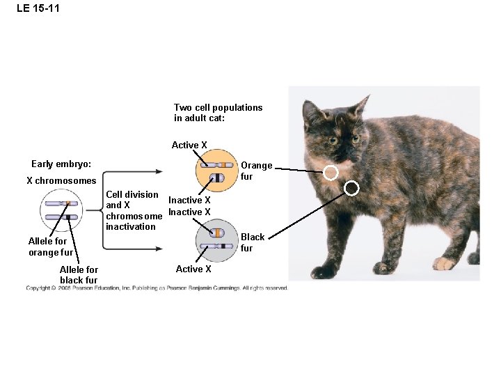 LE 15 -11 Two cell populations in adult cat: Active X Early embryo: Orange