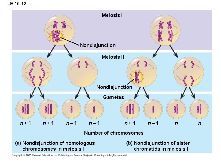 LE 15 -12 Meiosis I Nondisjunction Meiosis II Nondisjunction Gametes n+1 n– 1 n