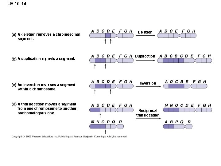 LE 15 -14 A deletion removes a chromosomal segment. A duplication repeats a segment.