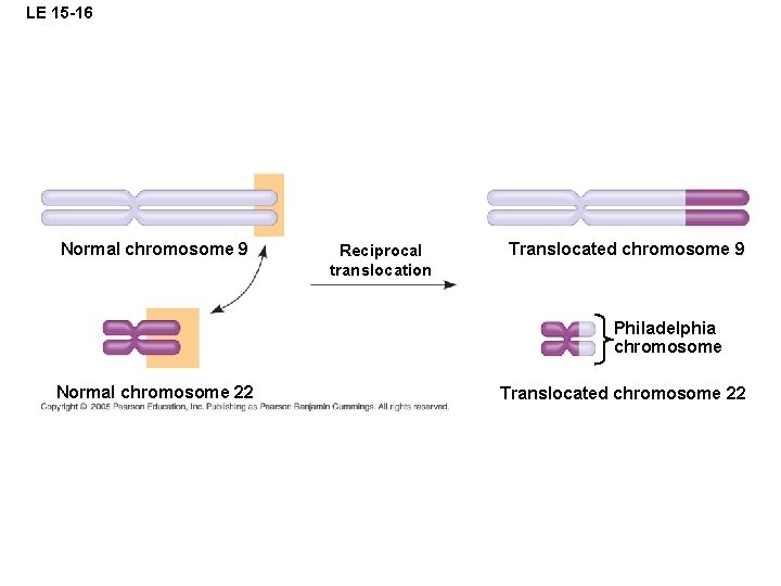 LE 15 -16 Normal chromosome 9 Reciprocal translocation Translocated chromosome 9 Philadelphia chromosome Normal