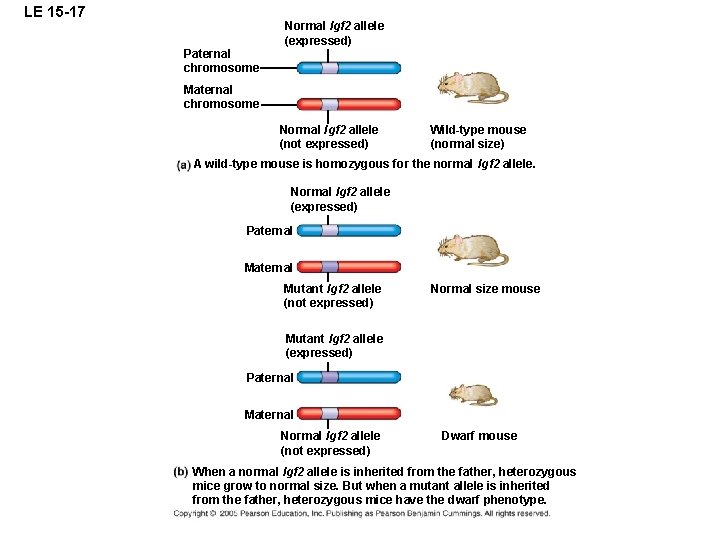 LE 15 -17 Paternal chromosome Normal lgf 2 allele (expressed) Maternal chromosome Normal lgf