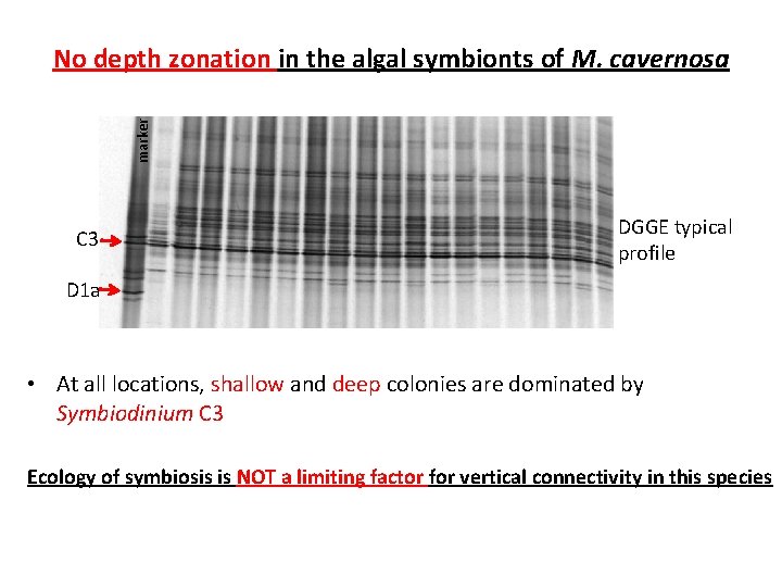 marker No depth zonation in the algal symbionts of M. cavernosa C 3 DGGE