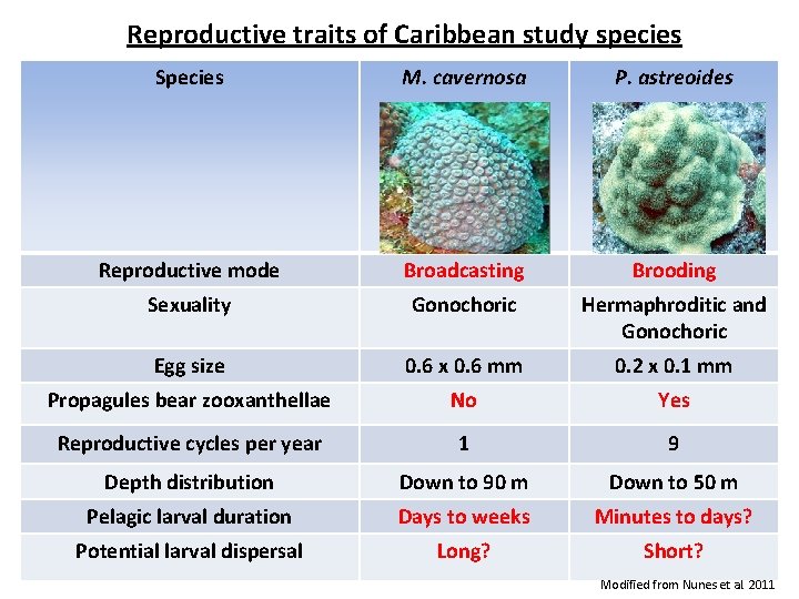 Reproductive traits of Caribbean study species Species M. cavernosa P. astreoides Reproductive mode Broadcasting