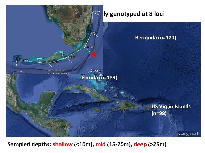 Dataset: 407 individuals successfully genotyped at 8 loci Bermuda (n=120) Florida (n=189) US Virgin