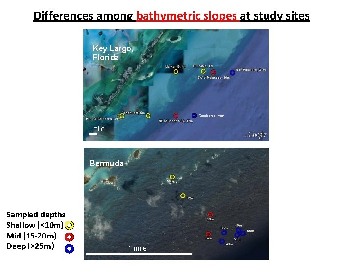 Differences among bathymetric slopes at study sites Key Largo, Florida Conch reef, 29 m