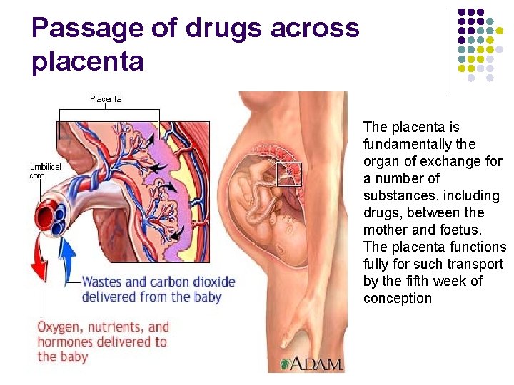 Passage of drugs across placenta The placenta is fundamentally the organ of exchange for