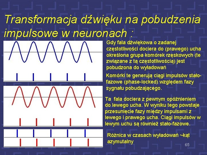 Transformacja dźwięku na pobudzenia impulsowe w neuronach : Gdy fala dźwiękowa o zadanej częstotliwości