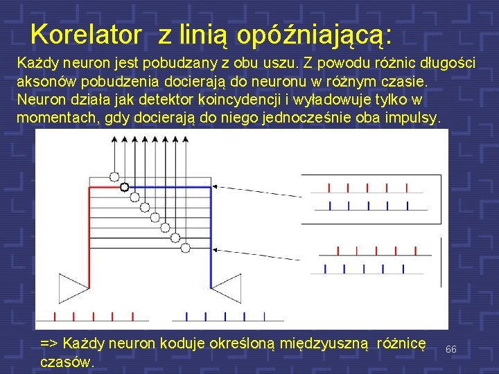 Korelator z linią opóźniającą: Każdy neuron jest pobudzany z obu uszu. Z powodu różnic