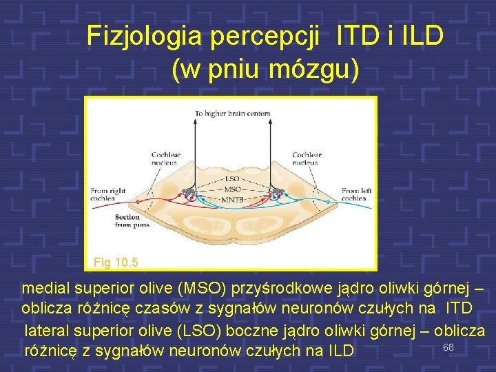 Fizjologia percepcji ITD i ILD (w pniu mózgu) Fig 10. 5 medial superior olive