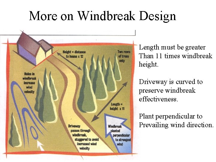 More on Windbreak Design Length must be greater Than 11 times windbreak height. Driveway